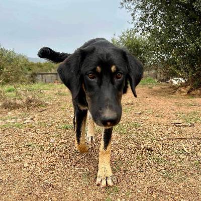 Griekse adoptiehond: Tinqy , Teef van 1 jr en 1 mnd oud.