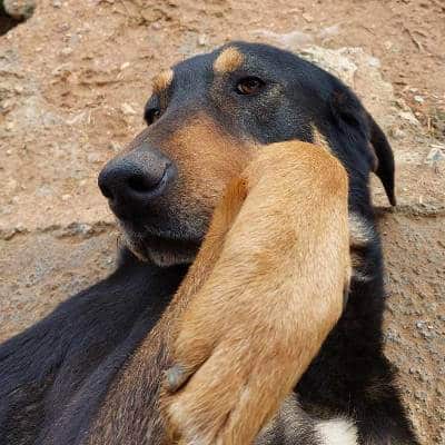 Adoptiehod Bizkit ligt klaar voor een bellyrub