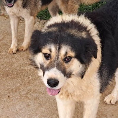 Griekse adoptiehond: Zolt, Reu van 2 jr en 11 mnd oud.