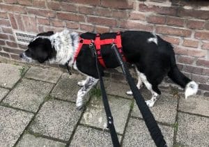 Buitenlandse adoptiehond met anti-ontsnappingstuig en twee riemen