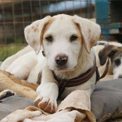 Griekse adoptiehond: Lou, Reu van 0 jr en 6 mnd oud.