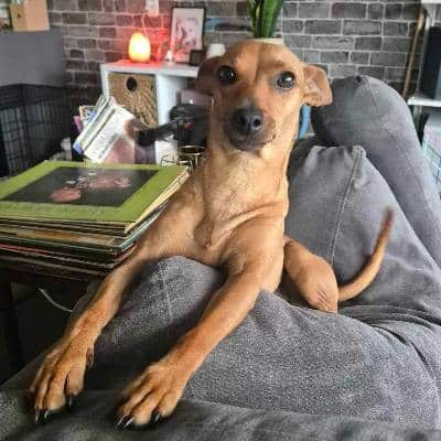 Griekse adoptiehond Dora, op de bank bij haar adoptant in nederland