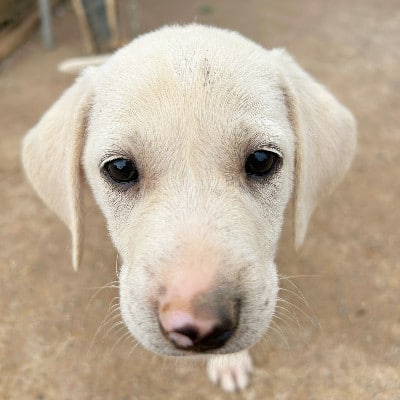 Griekse adoptiehond: Romy, Teef van 0 jr en 2 mnd oud.