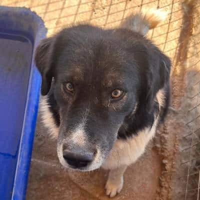 Adoptiehond Sony op de safe haven in Griekenland